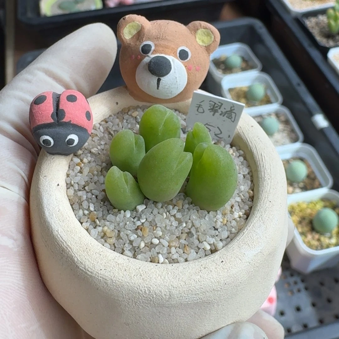 忧***包1215-032连盆带花肉锥