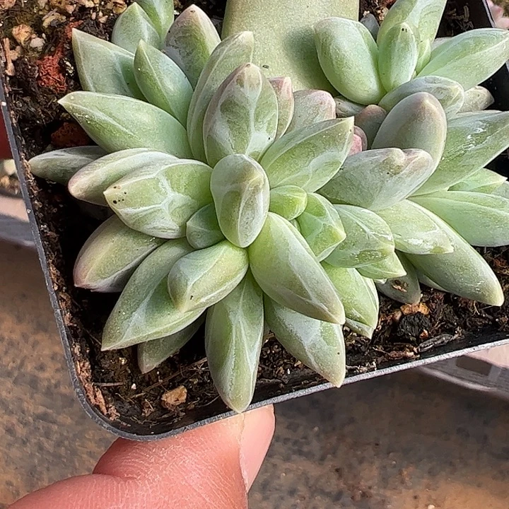 雪戴莉8头111111111111