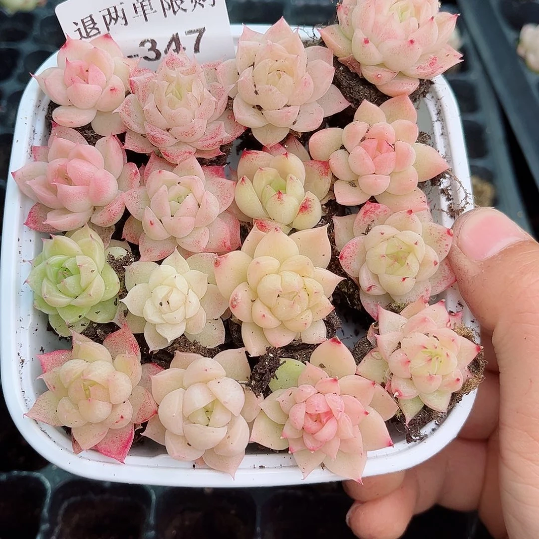 1-347 新疆西藏内蒙不发12.8包邮2-3公分多肉