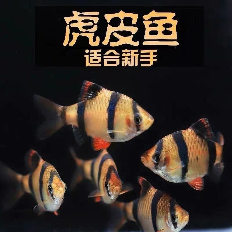 四间虎皮鱼群游新手耐养热带淡水观赏鱼