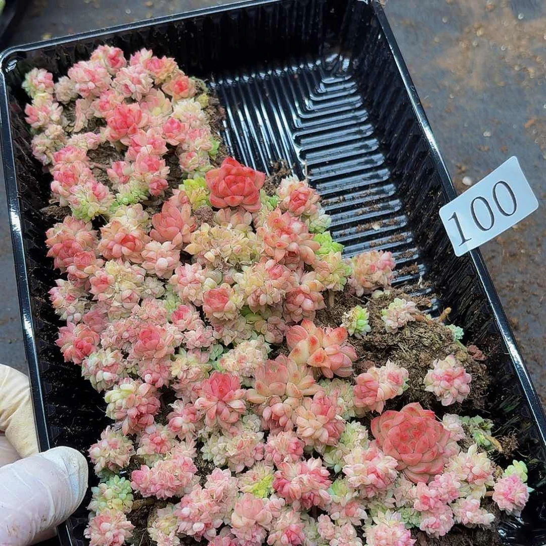?****多肉植物多肉植物100