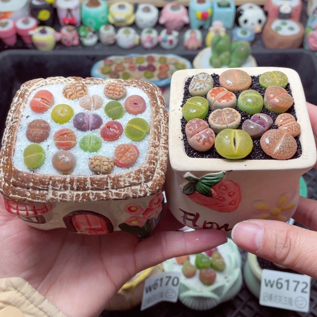 w6177 带盆土发货-零下地区拍保温箱