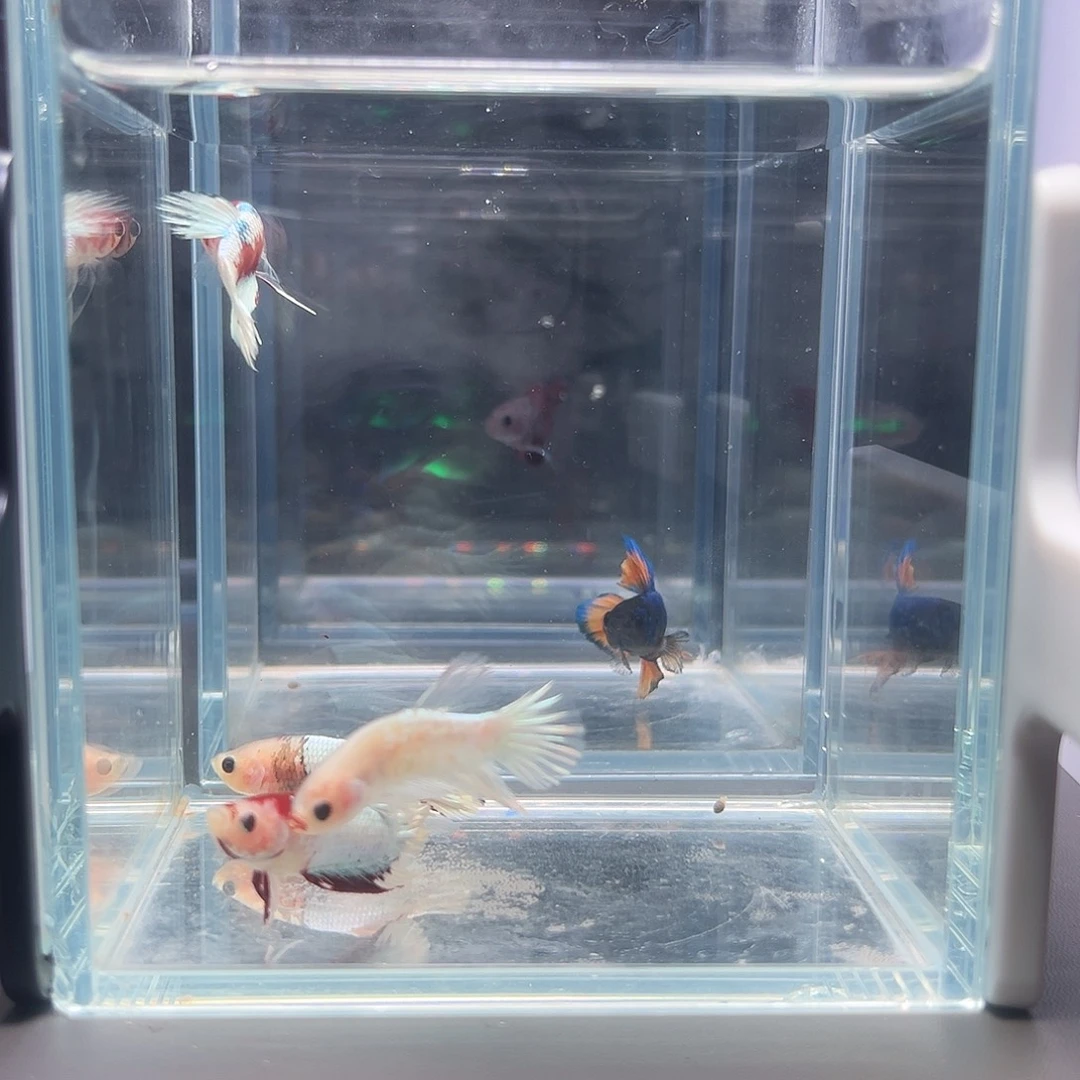 斗鱼精品星尾公4条