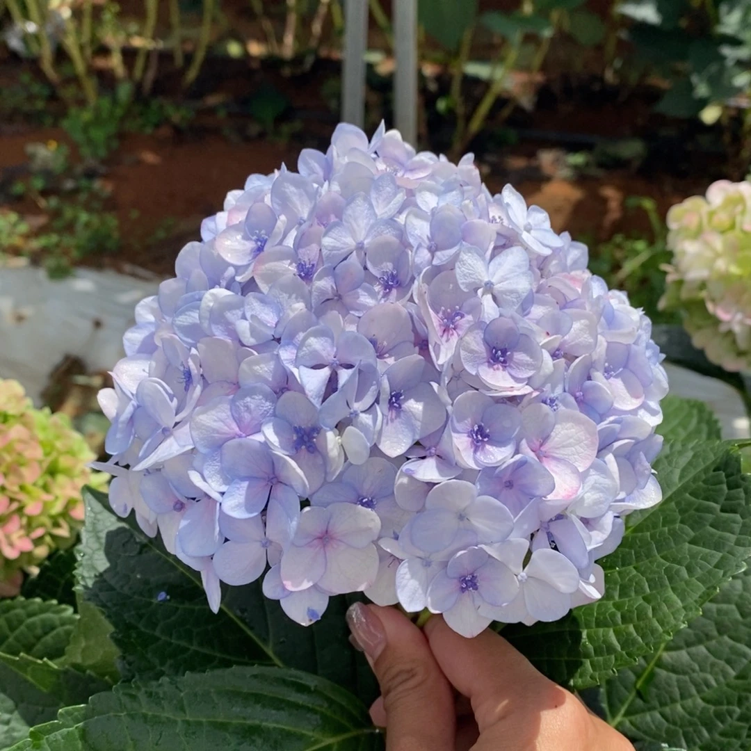 64号绣球/有色差介意勿拍/3单冷链包邮/偏远补运费发德邦空运