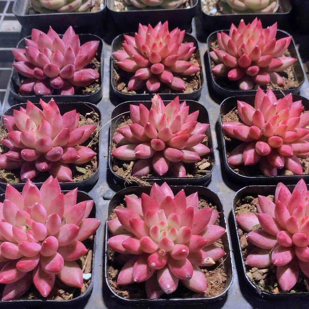 虞美人135678990000