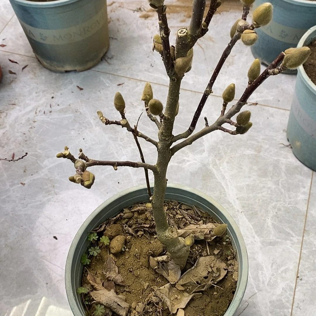 无花朵玉兰基地直发