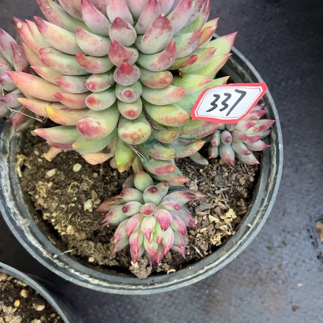 337号虞美人，一物一拍