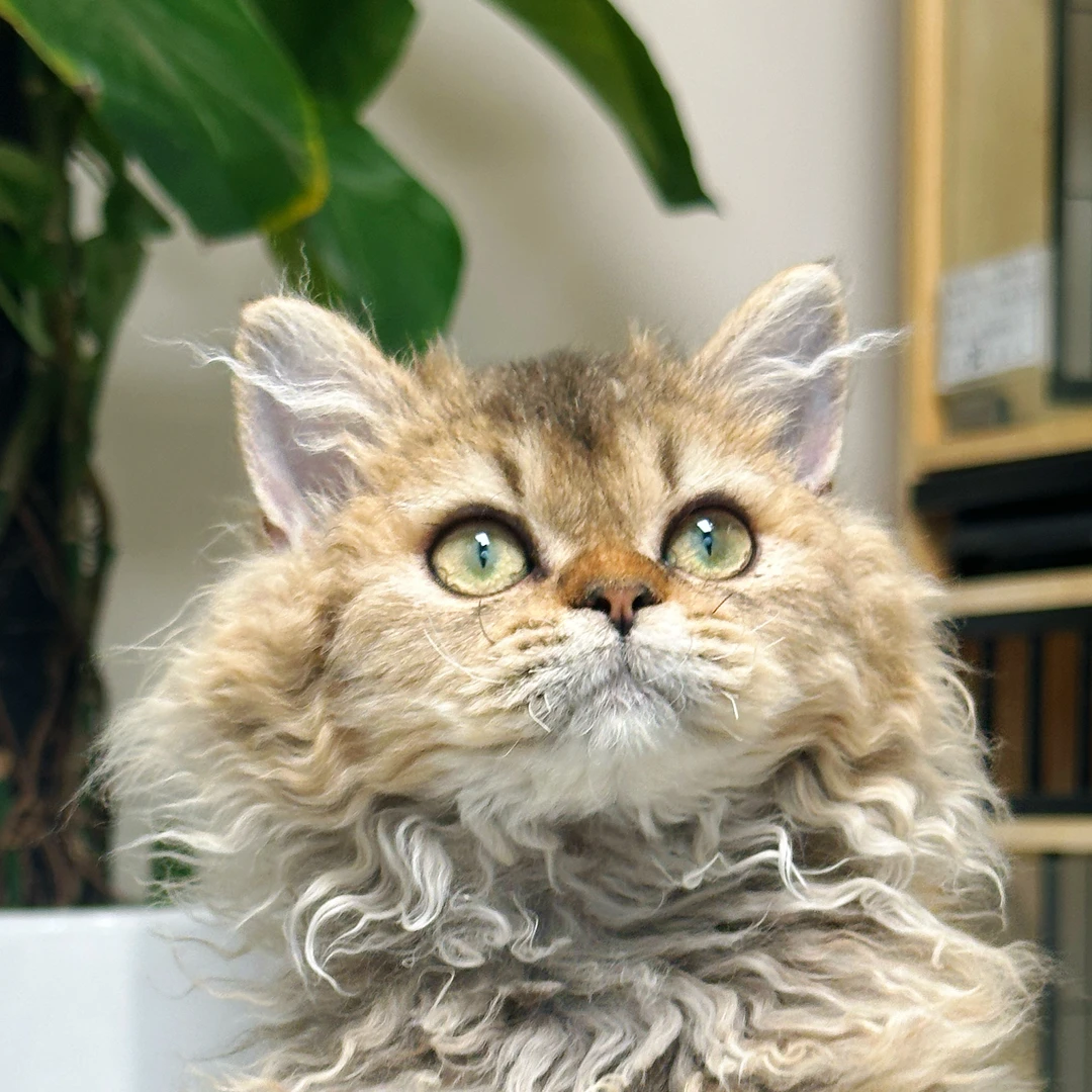 来了姊妹-金虎斑赛凯猫-妹妹-611