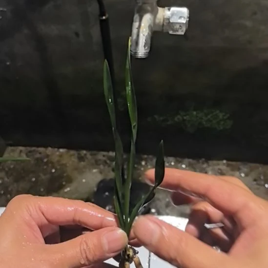 完全开放绿云老头苗