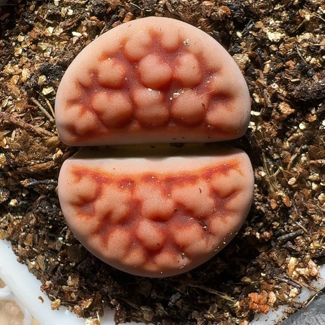 生石花等111111。   175