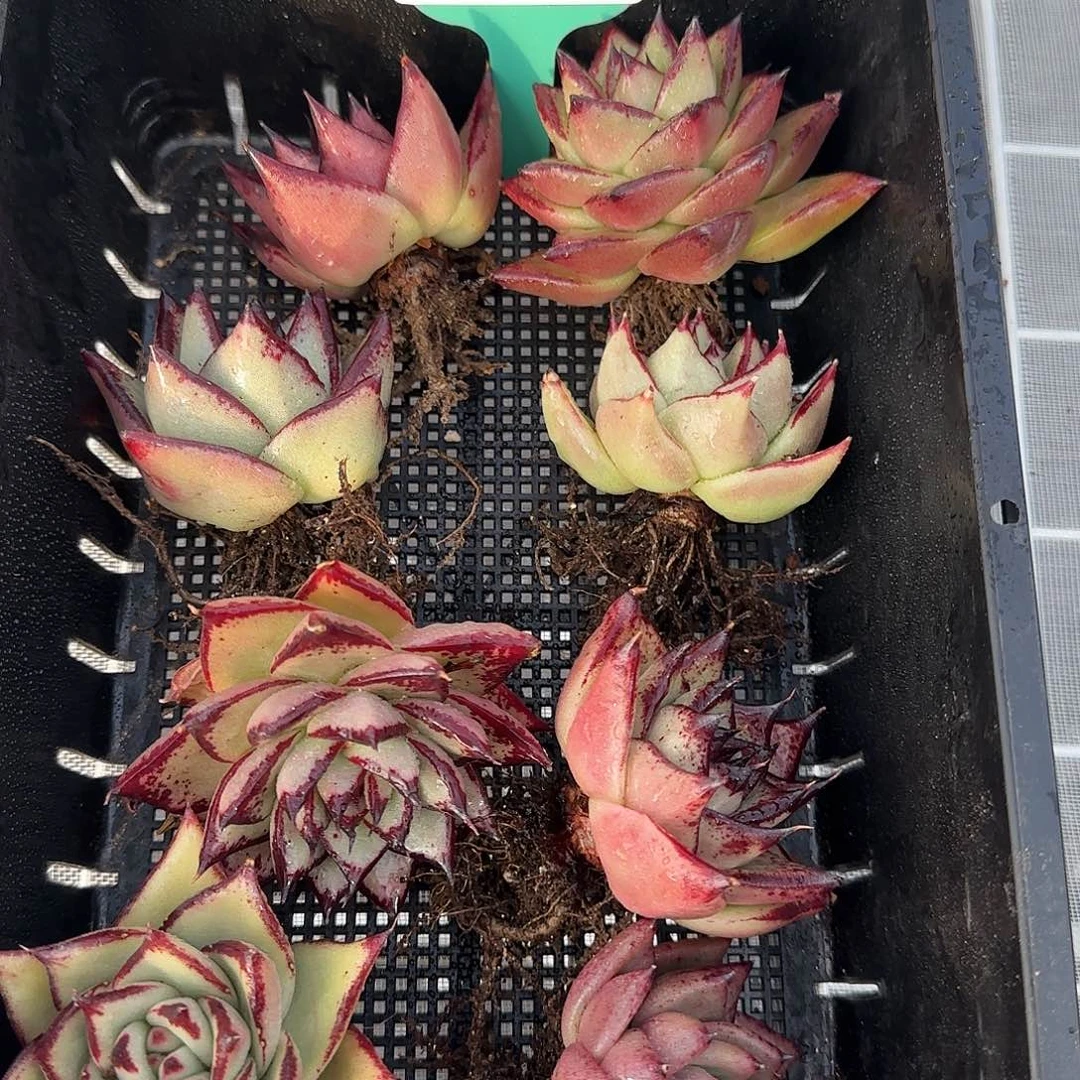 从前慢花园精选0117-8