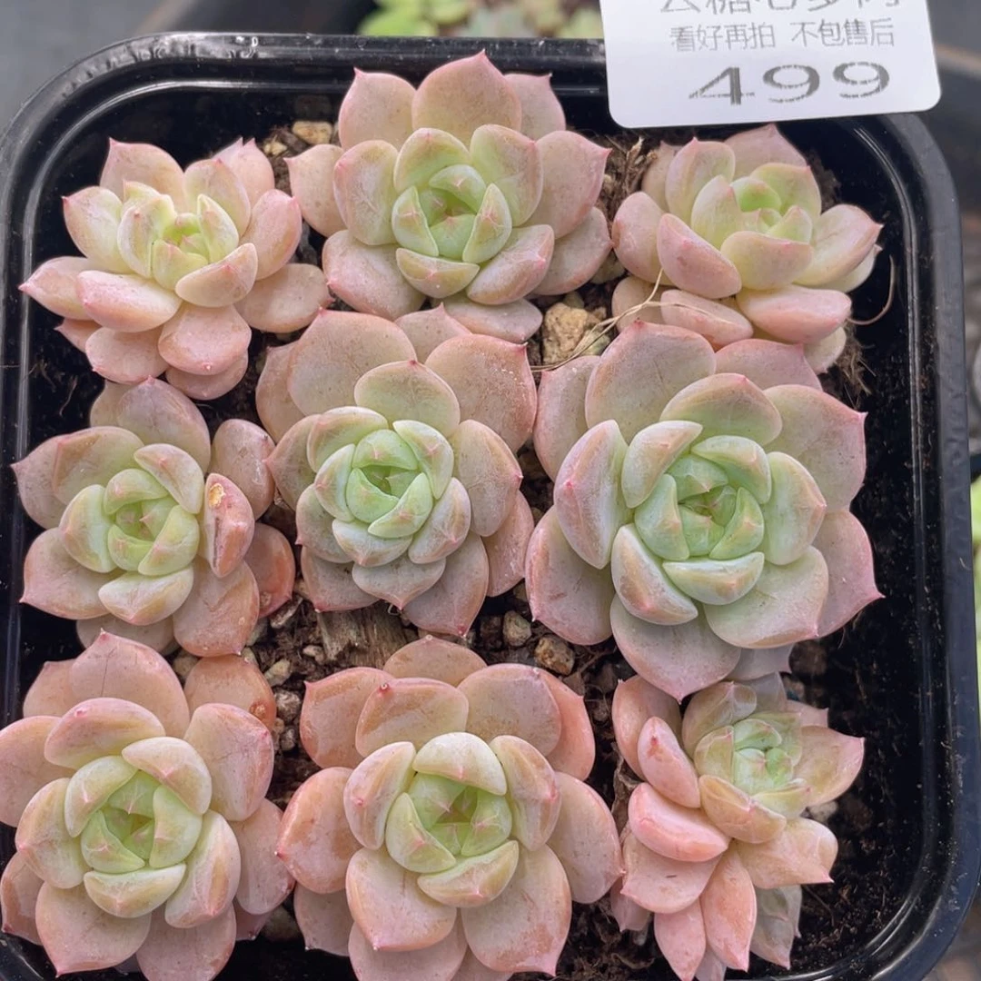 云糖心多肉植物499