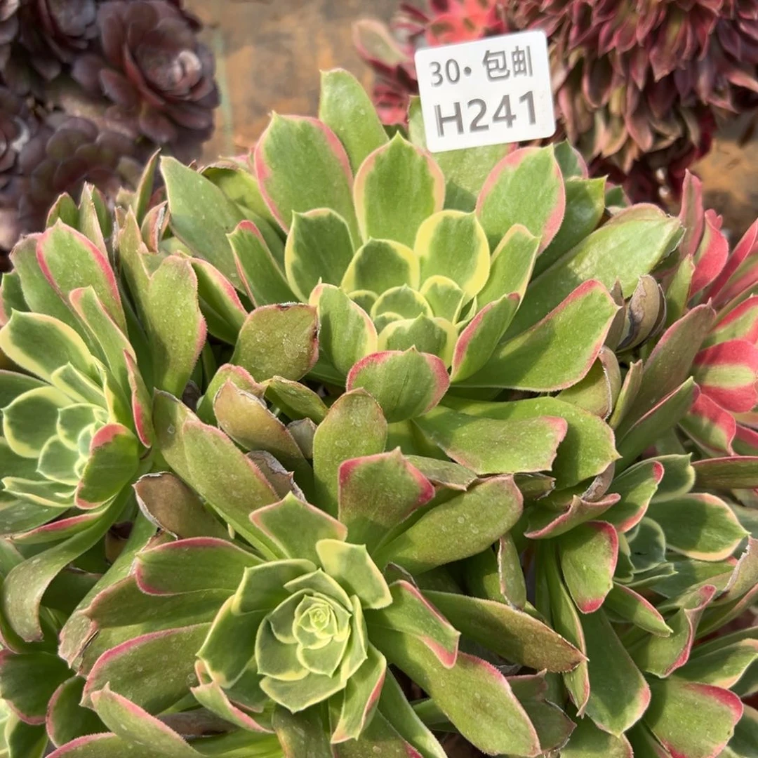 241绿体白凤多肉法师