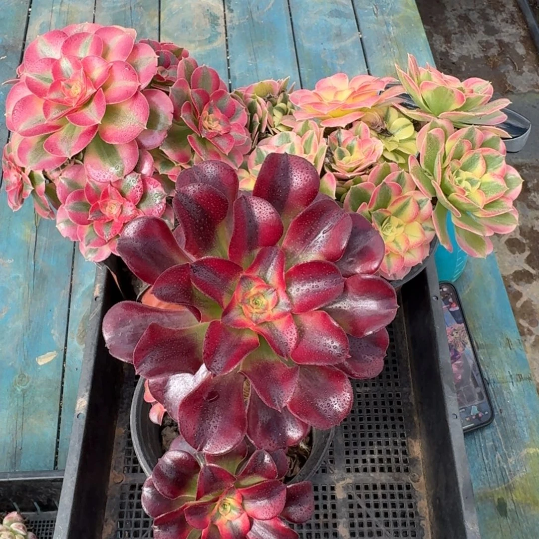 从前慢花园多肉编号1115-99