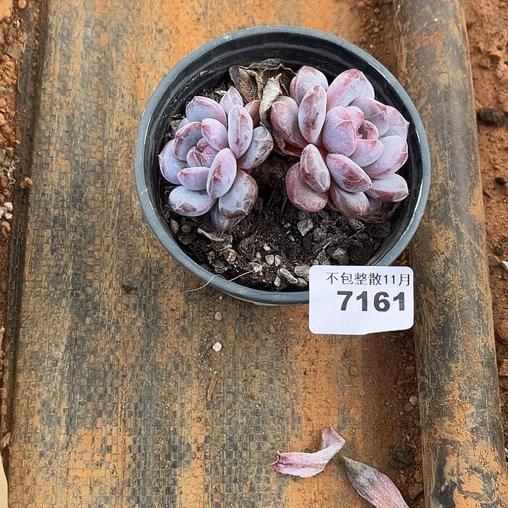 阿雅园艺。      7161星影