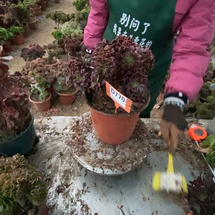 毛***王D770欧加利老庄老庄