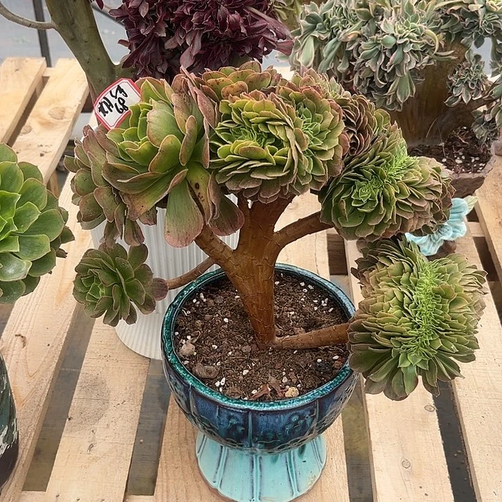 多肉期*.奶白123456