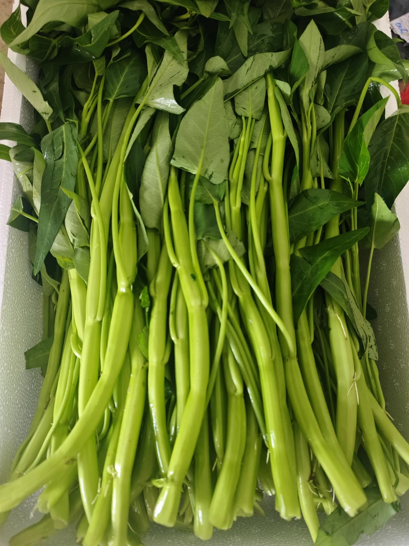 博白水田空心菜（菜茼）