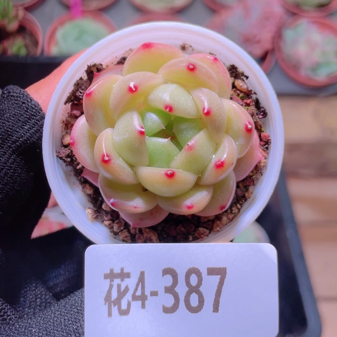 花利美4-387新品
