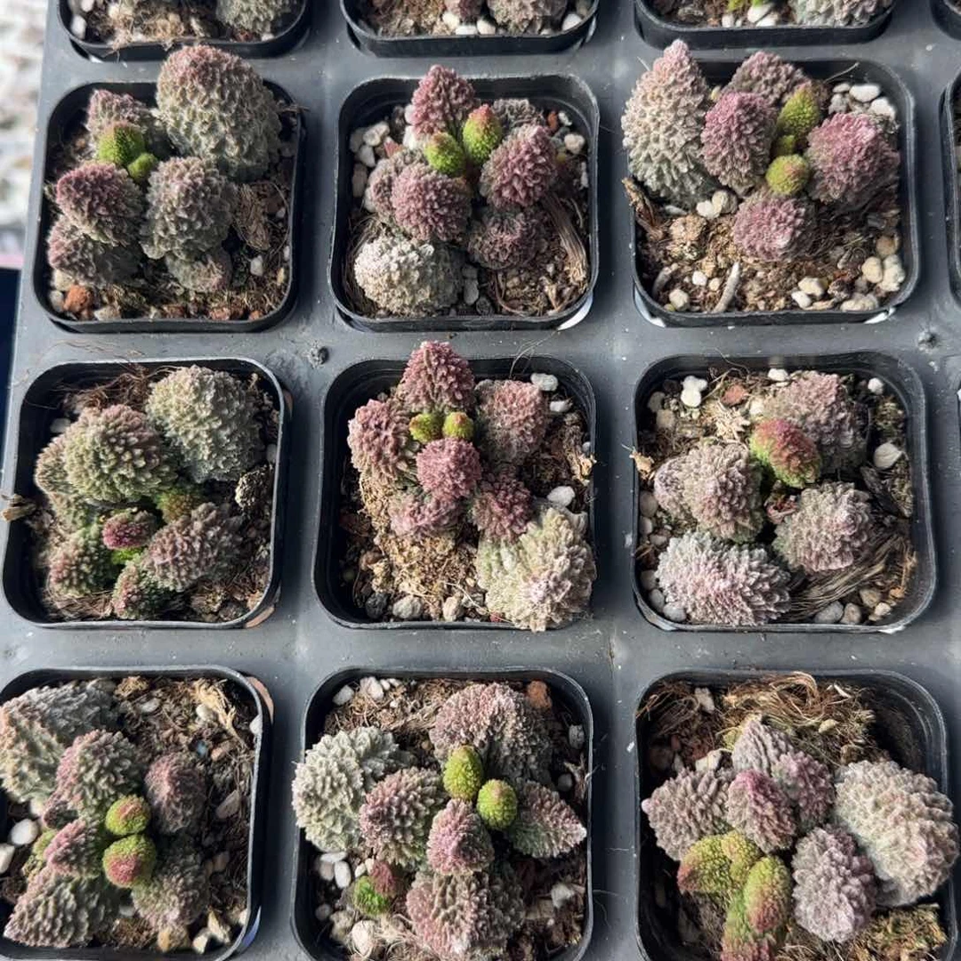 朱紫玉量拍链接多肉