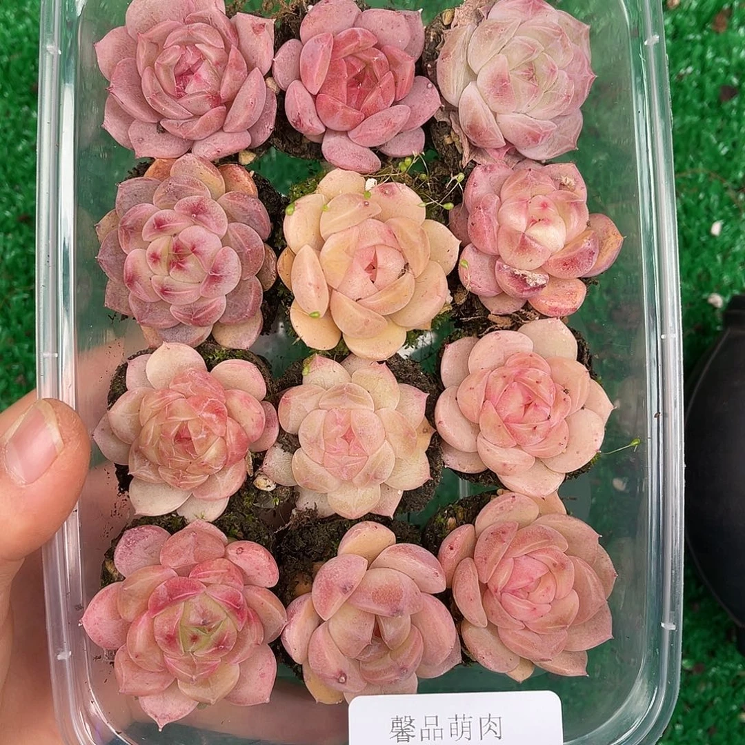 多肉一物一拍28-133