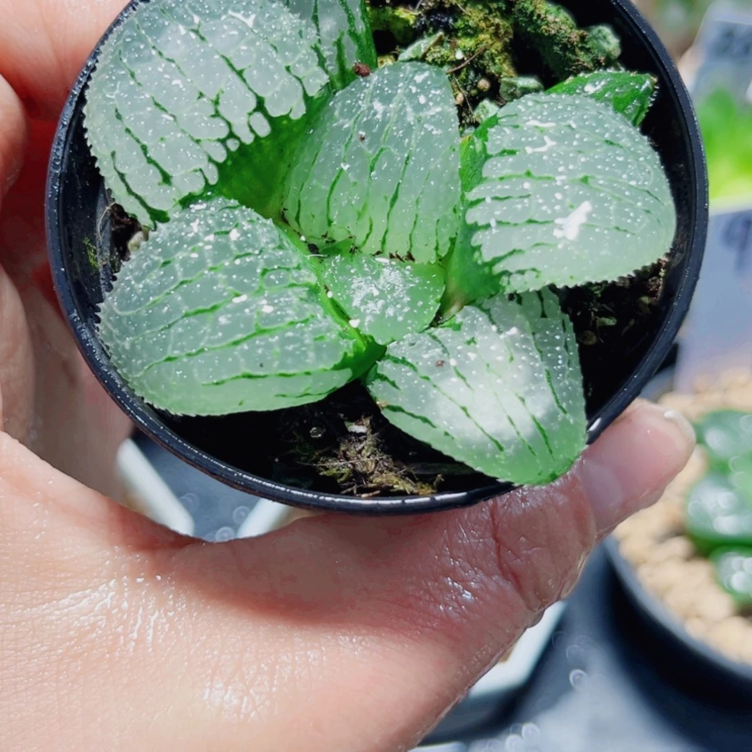 天空之镜多肉植物66666