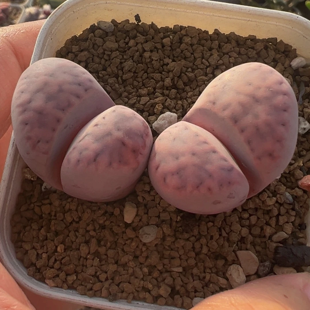 紫花纹多肉植物百科