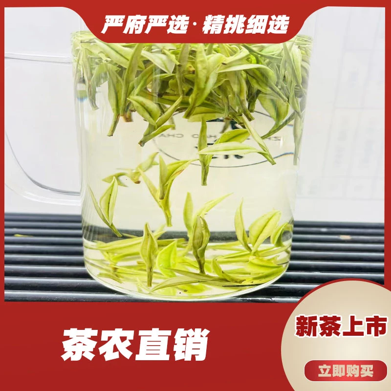 498  严府白茶，2025年高山白茶，白茶原产地.好茶