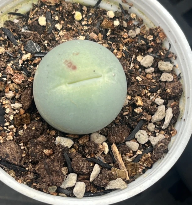 多肉肉锥1.7Cm-1.8Cm鸽子蛋生石花多肉盆栽多肉植物番杏种植屁股