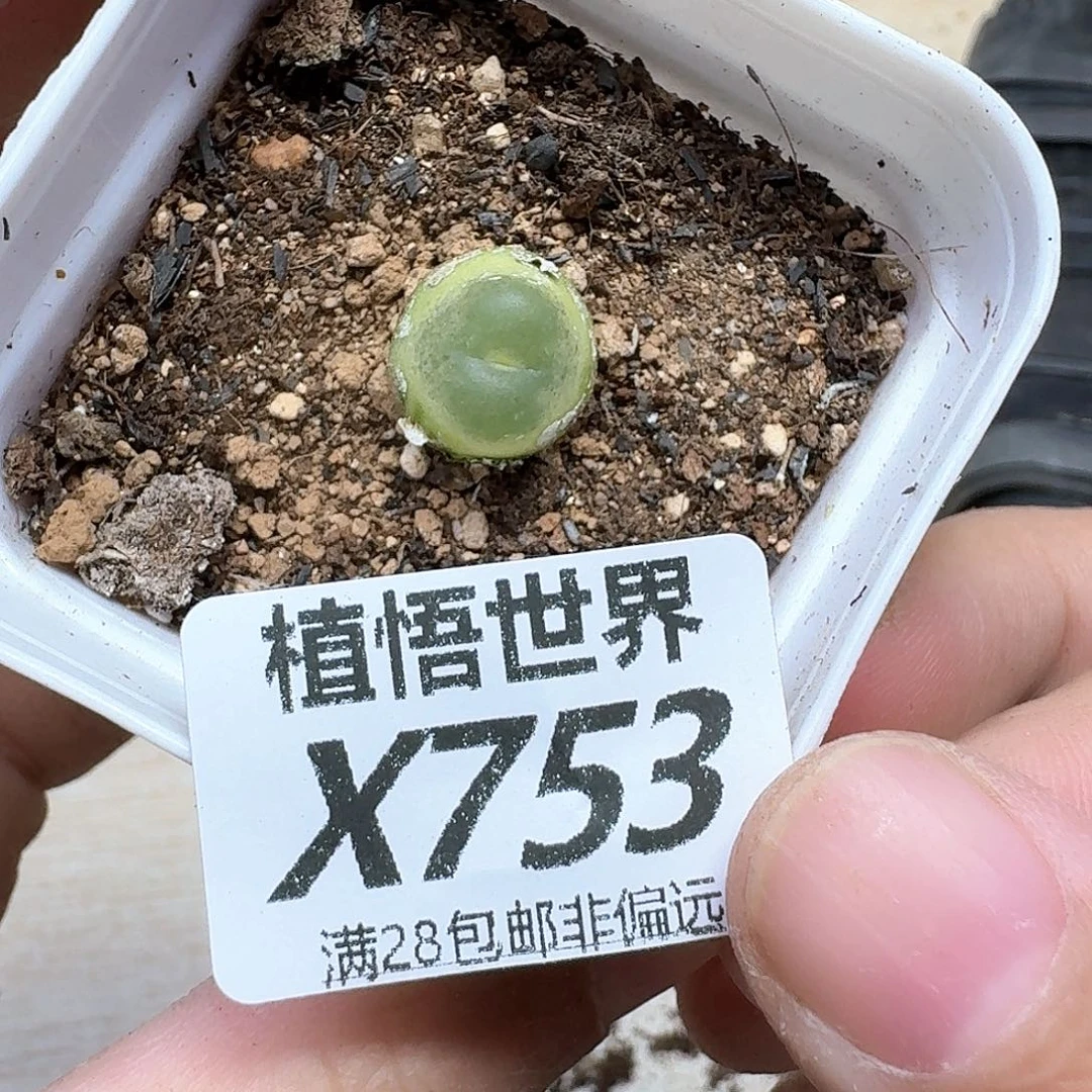 多肉植物的润泽地e