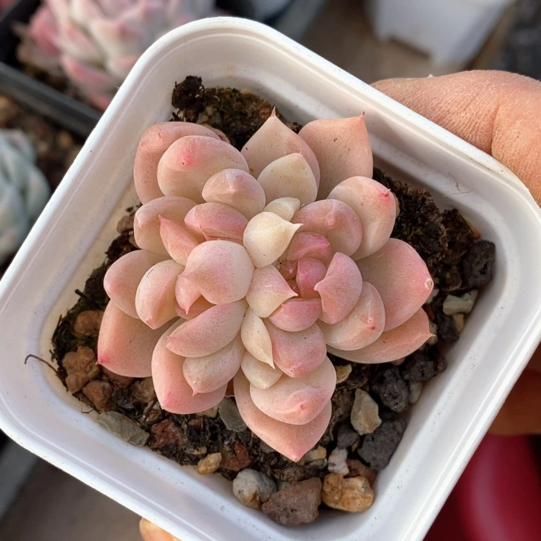 精品多肉一物一拍不包整122