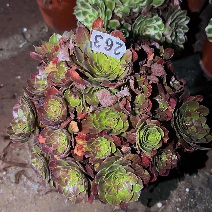 263花月夜多肉植物
