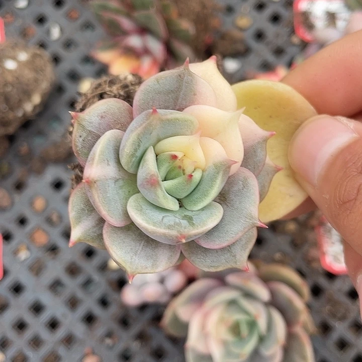 贝加尔湖锦一物一拍锦龙