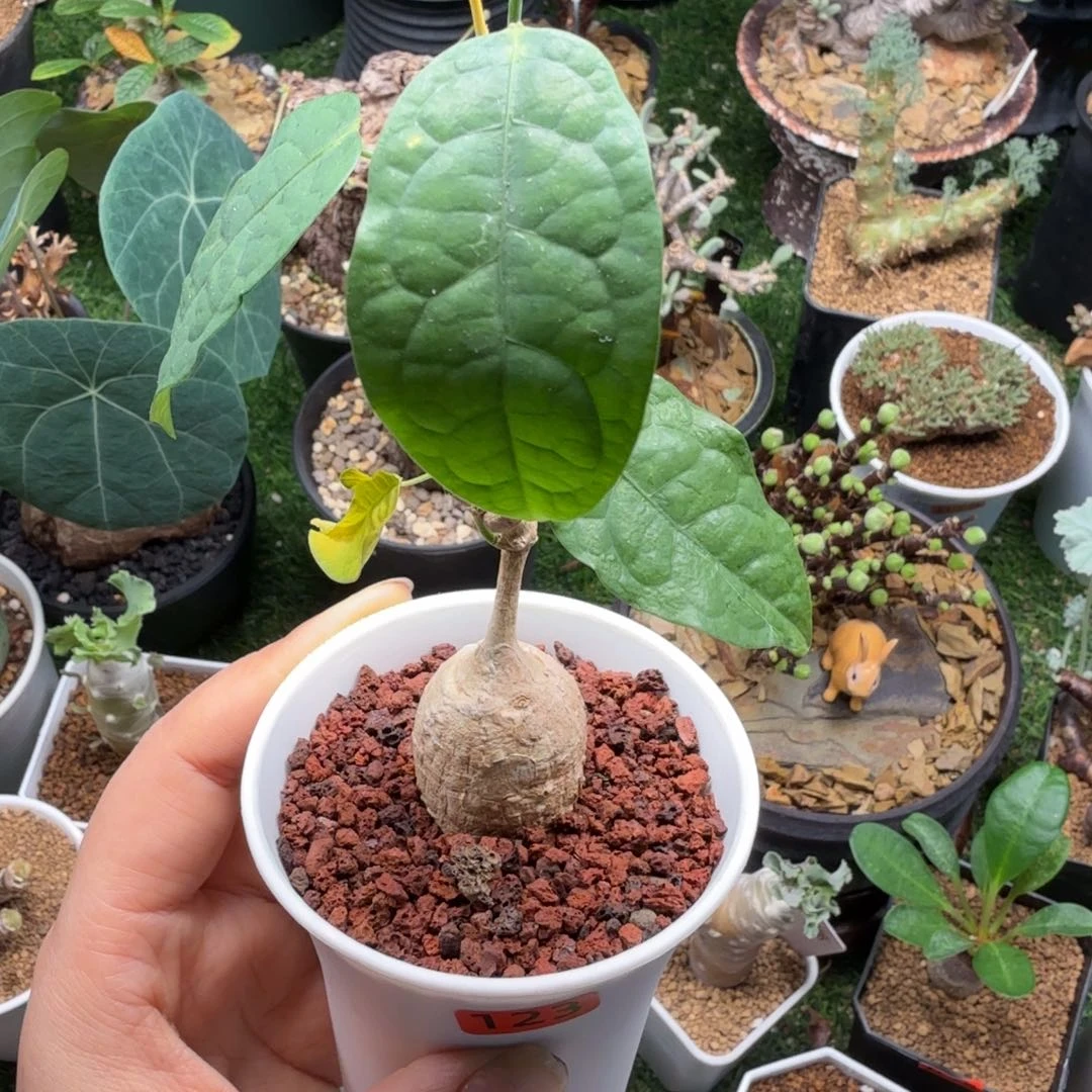 泰国白皮西番莲123仙人掌
