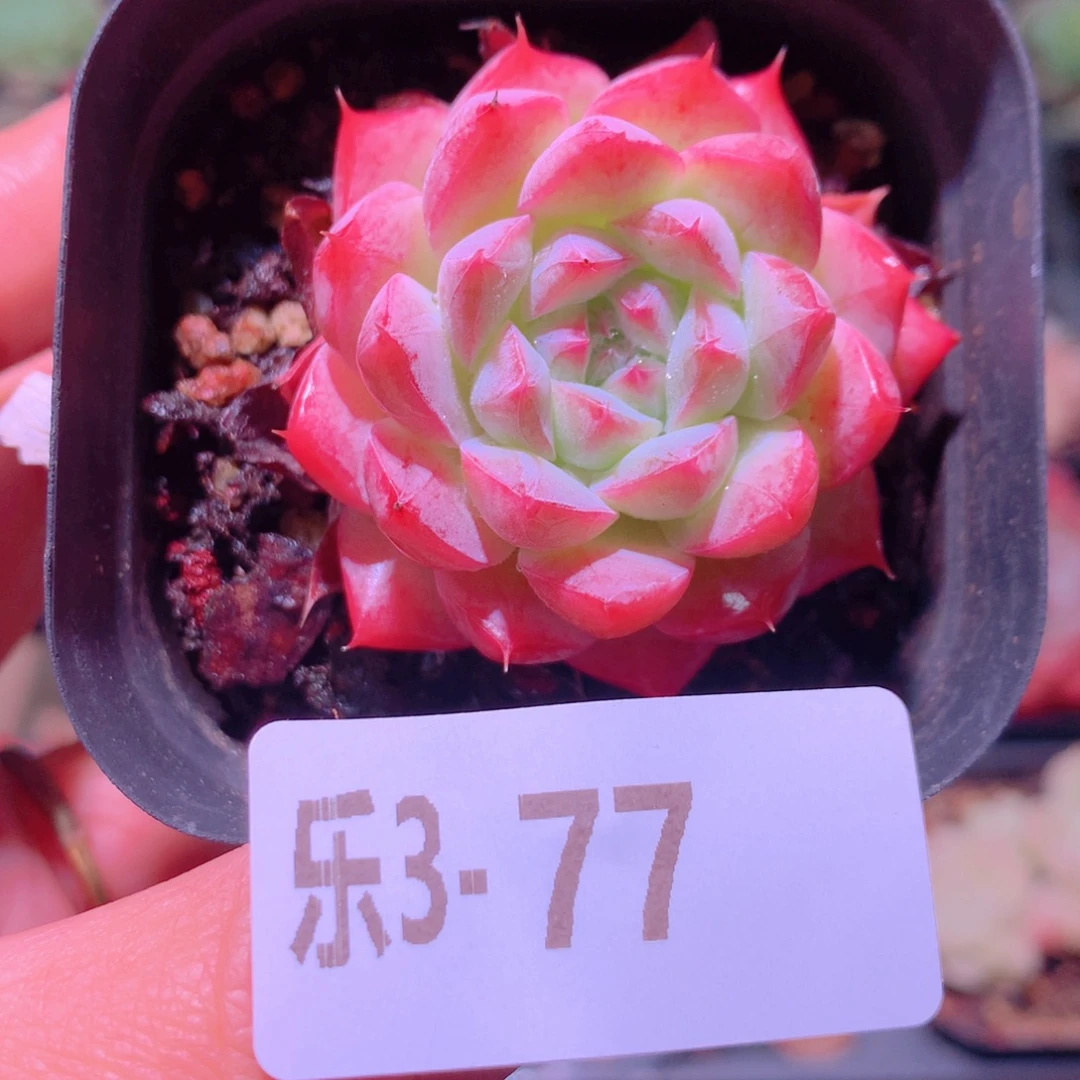 乐然 3-77 新品单头