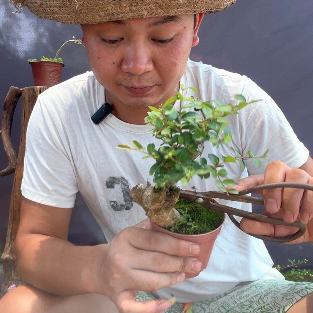 无花朵紫薇百日红紫薇
