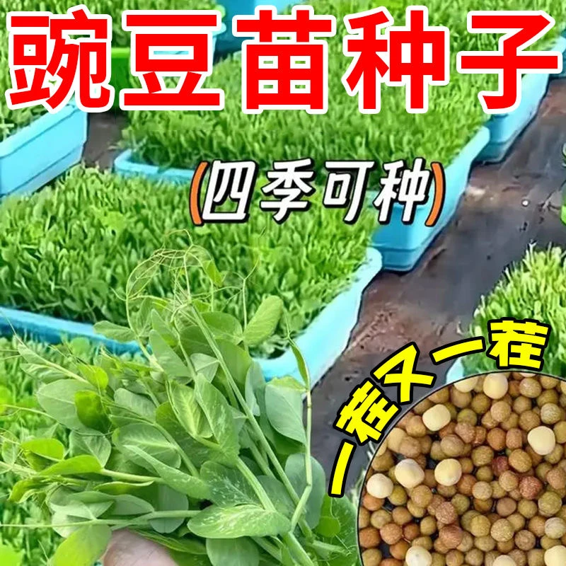豌豆苗种子鲜嫩豌豆尖种籽春秋季青菜籽种阳台盆栽四季蔬菜种子