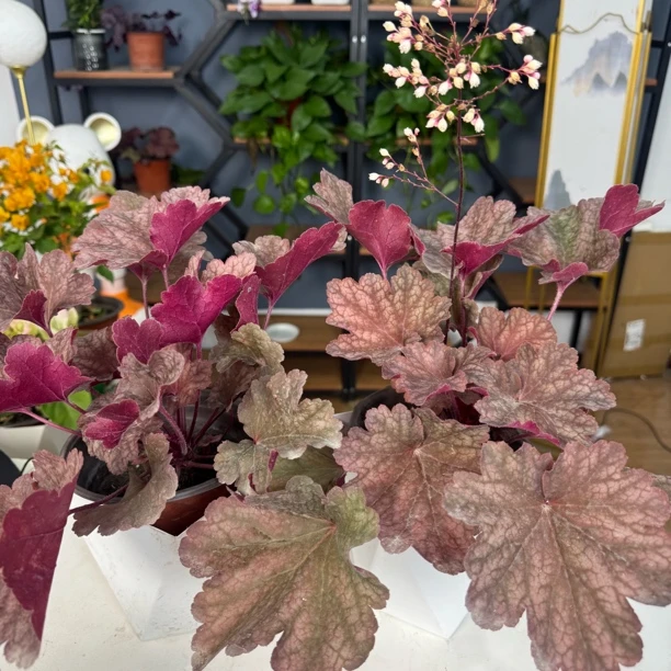 【新疆包邮】大自然调色板花卉花园庭院室内室外