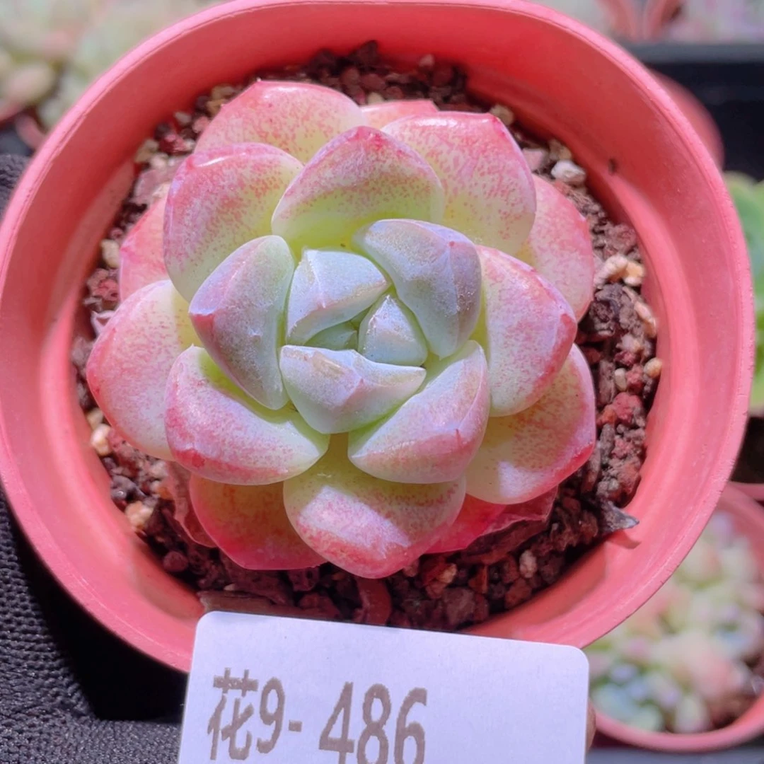 花利美9-486冰玉