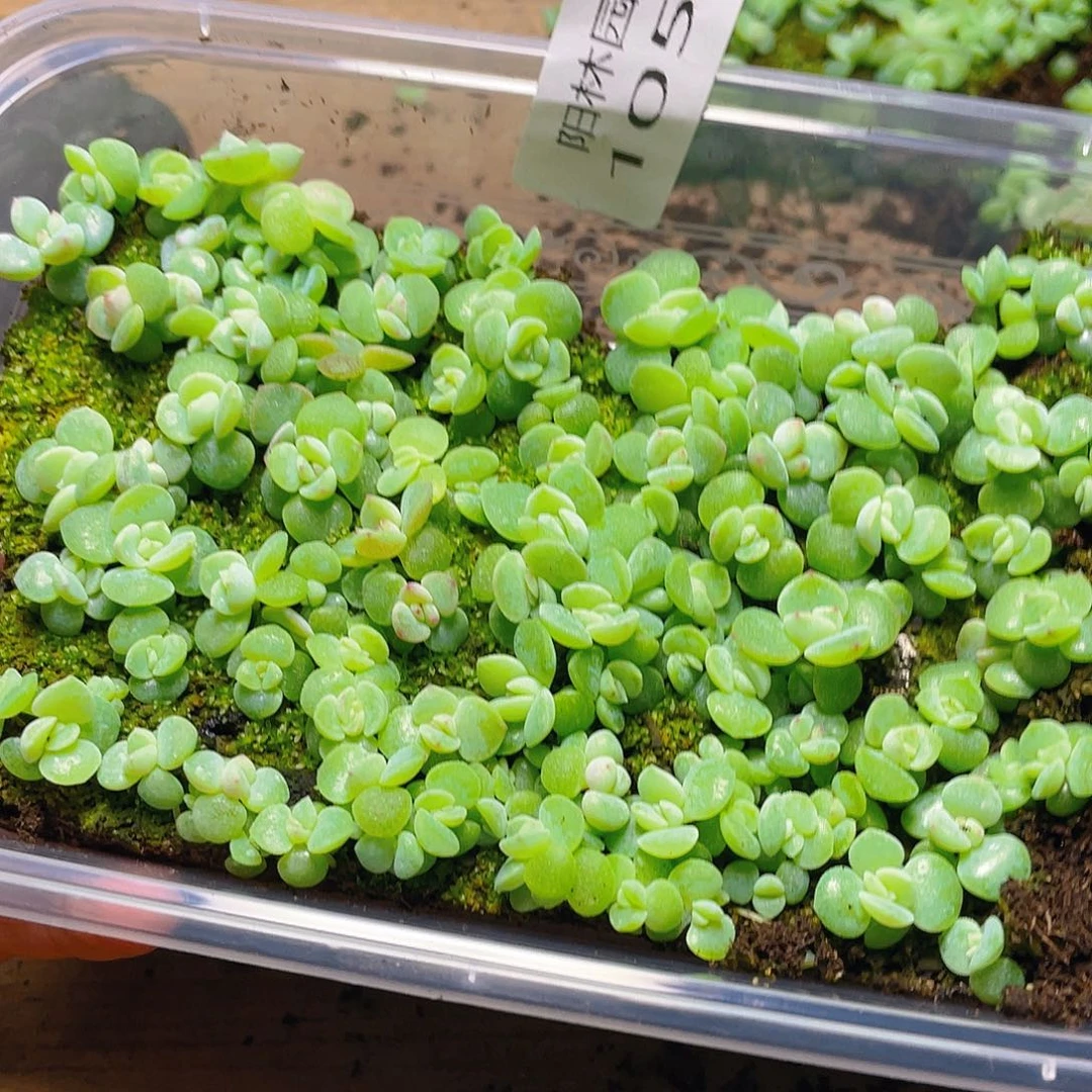 奶***࿐多肉植物多肉植物1050