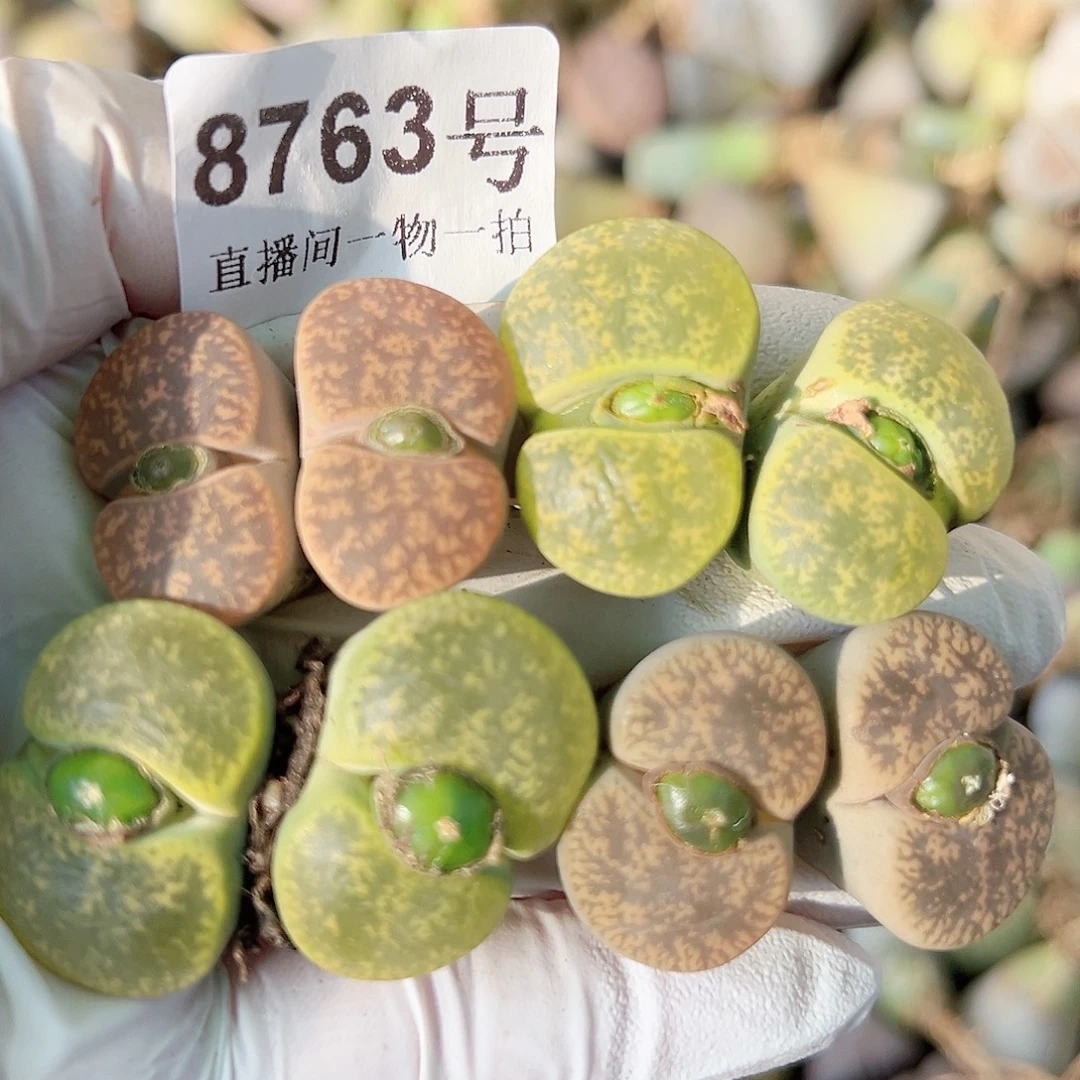 8763 好养易活生石花大母本小双头4个