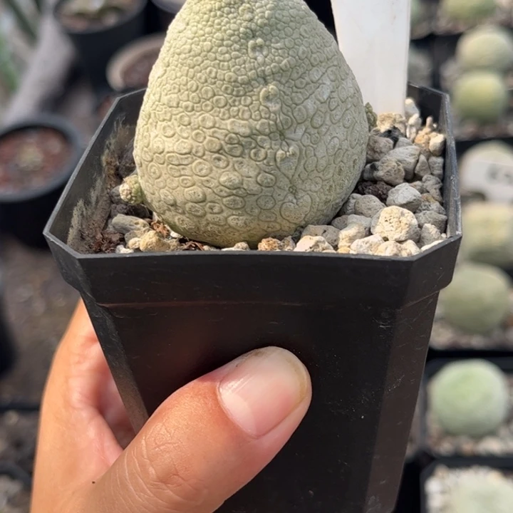 1200实生方凝蹄玉好养