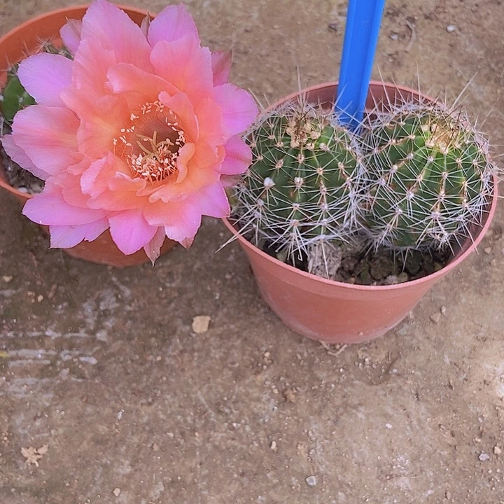 湘***湘仙人掌彩草B4 36摘花脱土发货