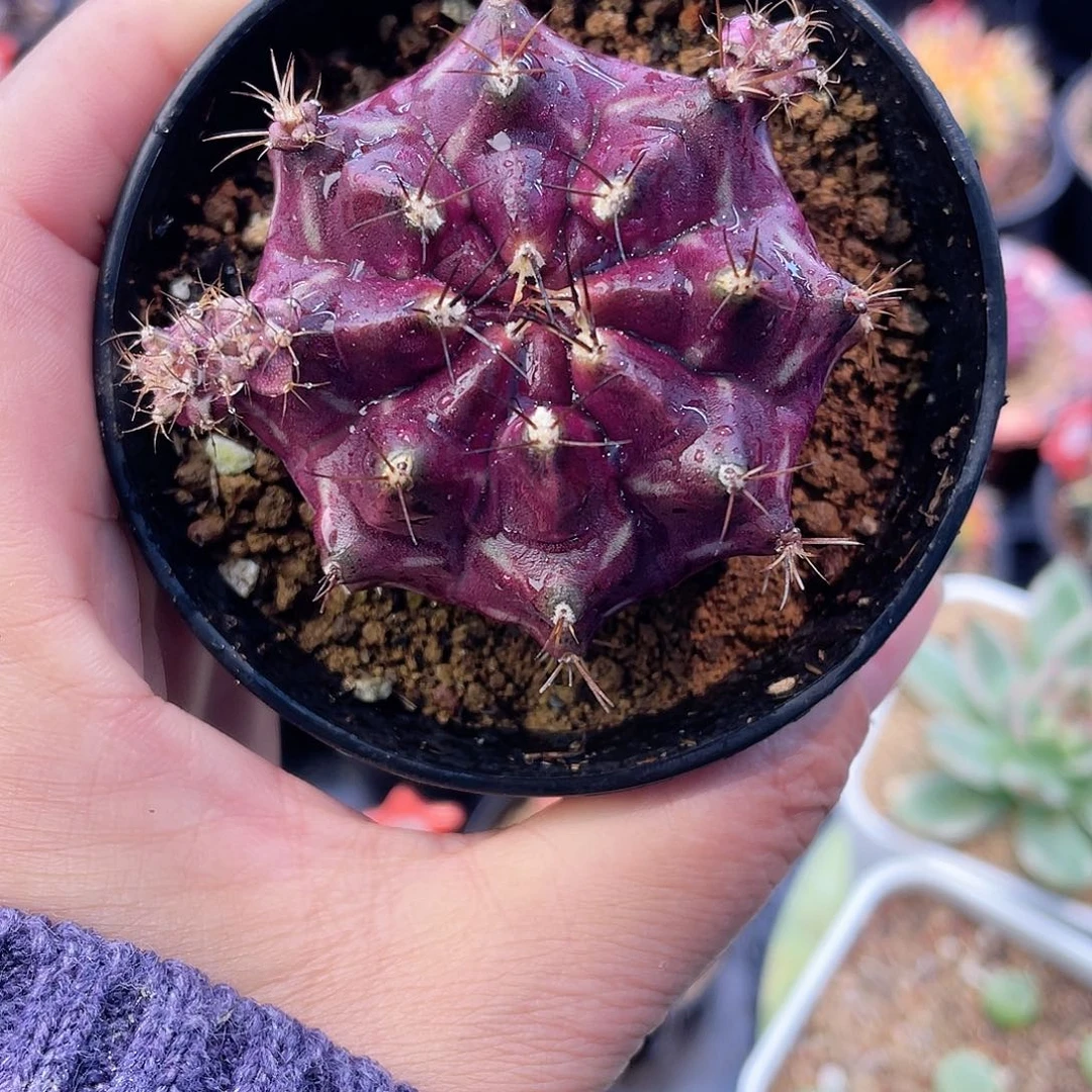 陈***胖1-56米哈皮色球5.2厘米