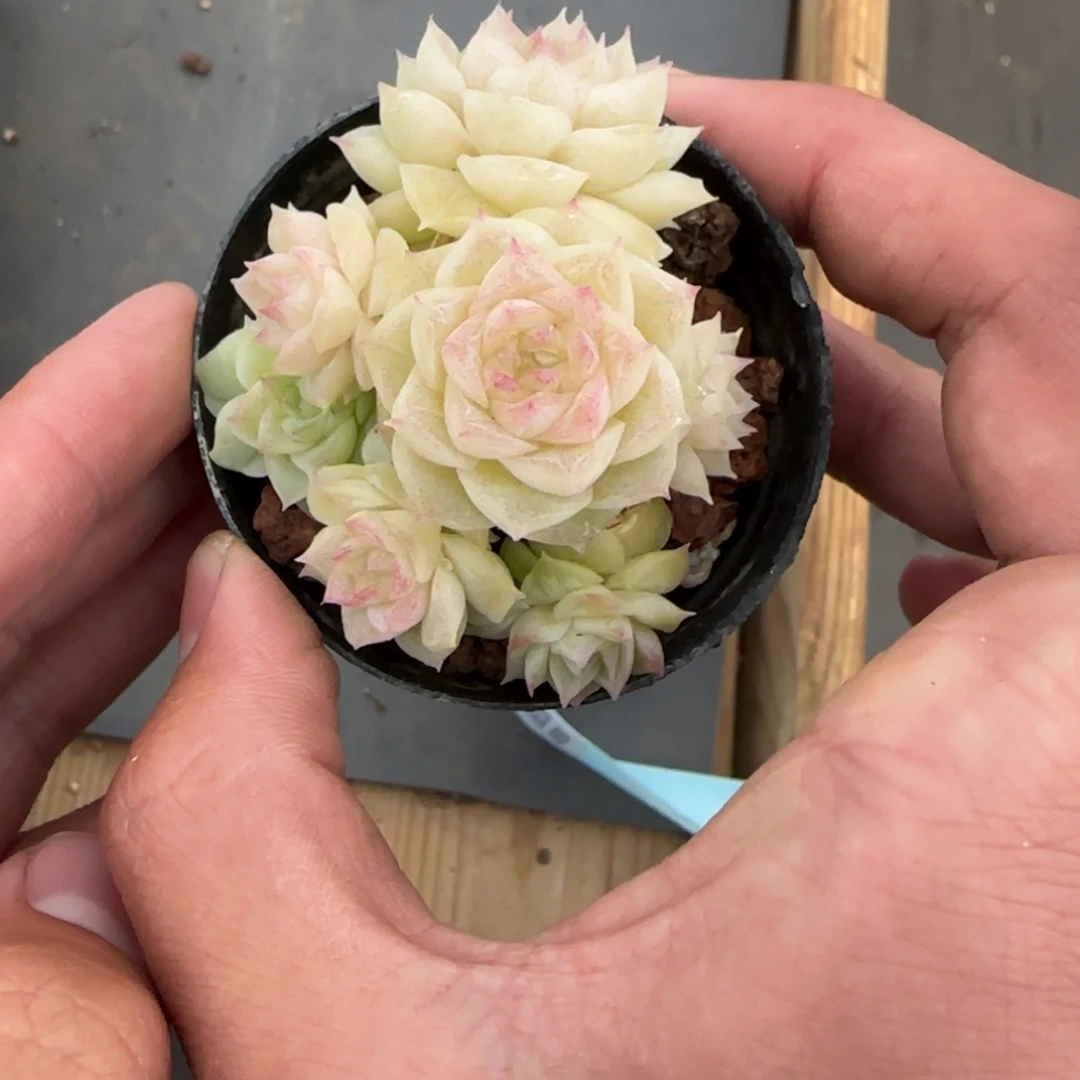 一物一拍麦秆糖心06035