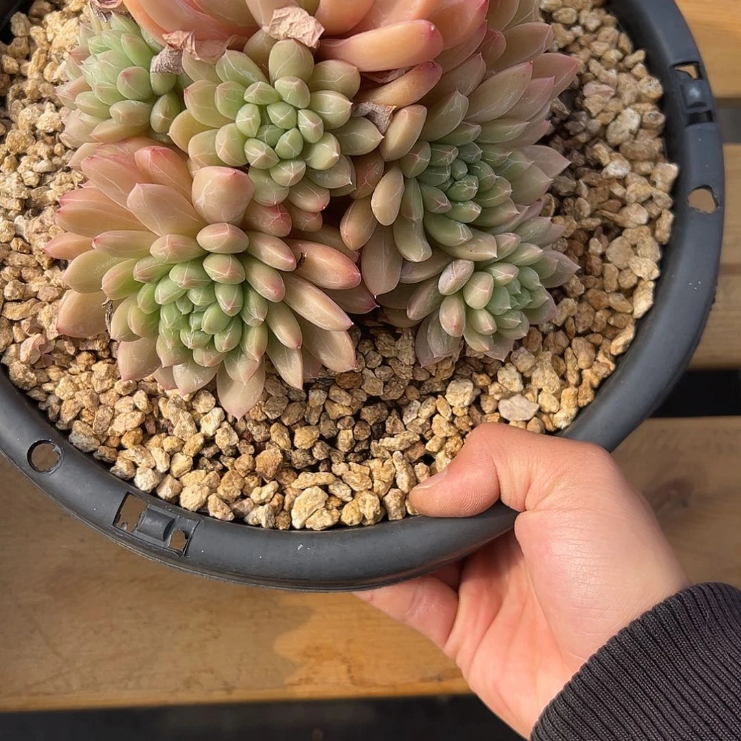 43百达翡翠。 多肉。