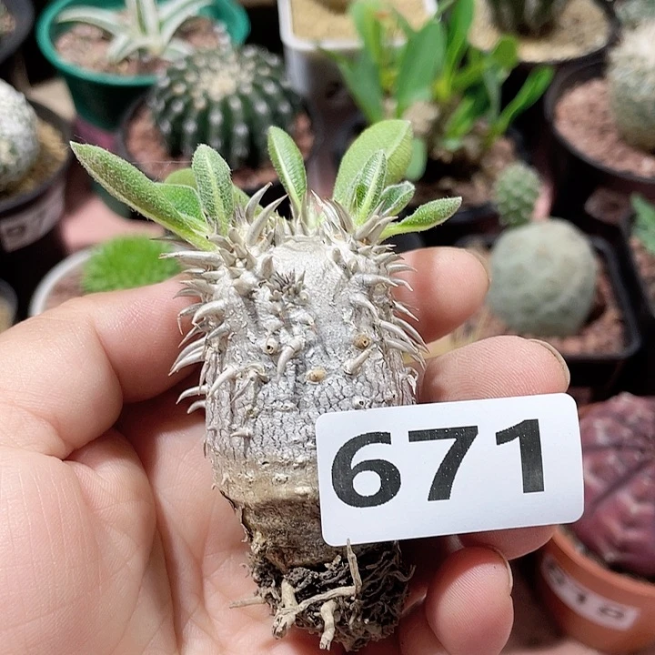 豆***人671处理惠比大黑