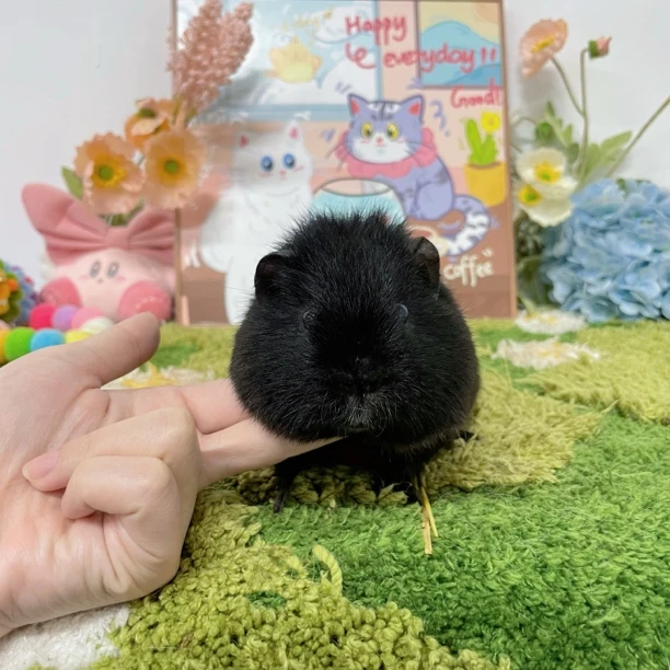 黑熊圆圆包子脸黑泰加弟弟 顺丰包邮