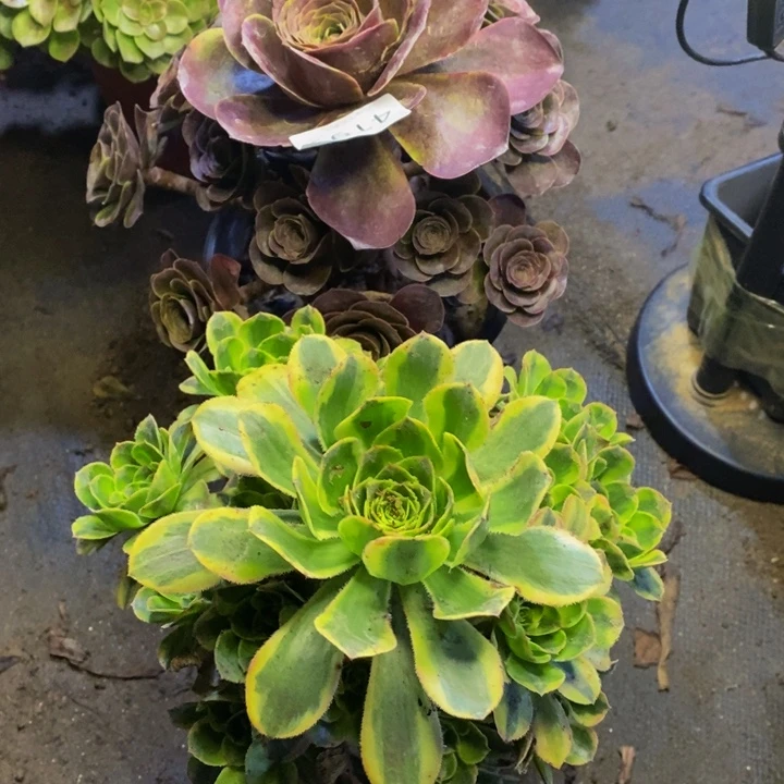 两颗多肉断头不包4199