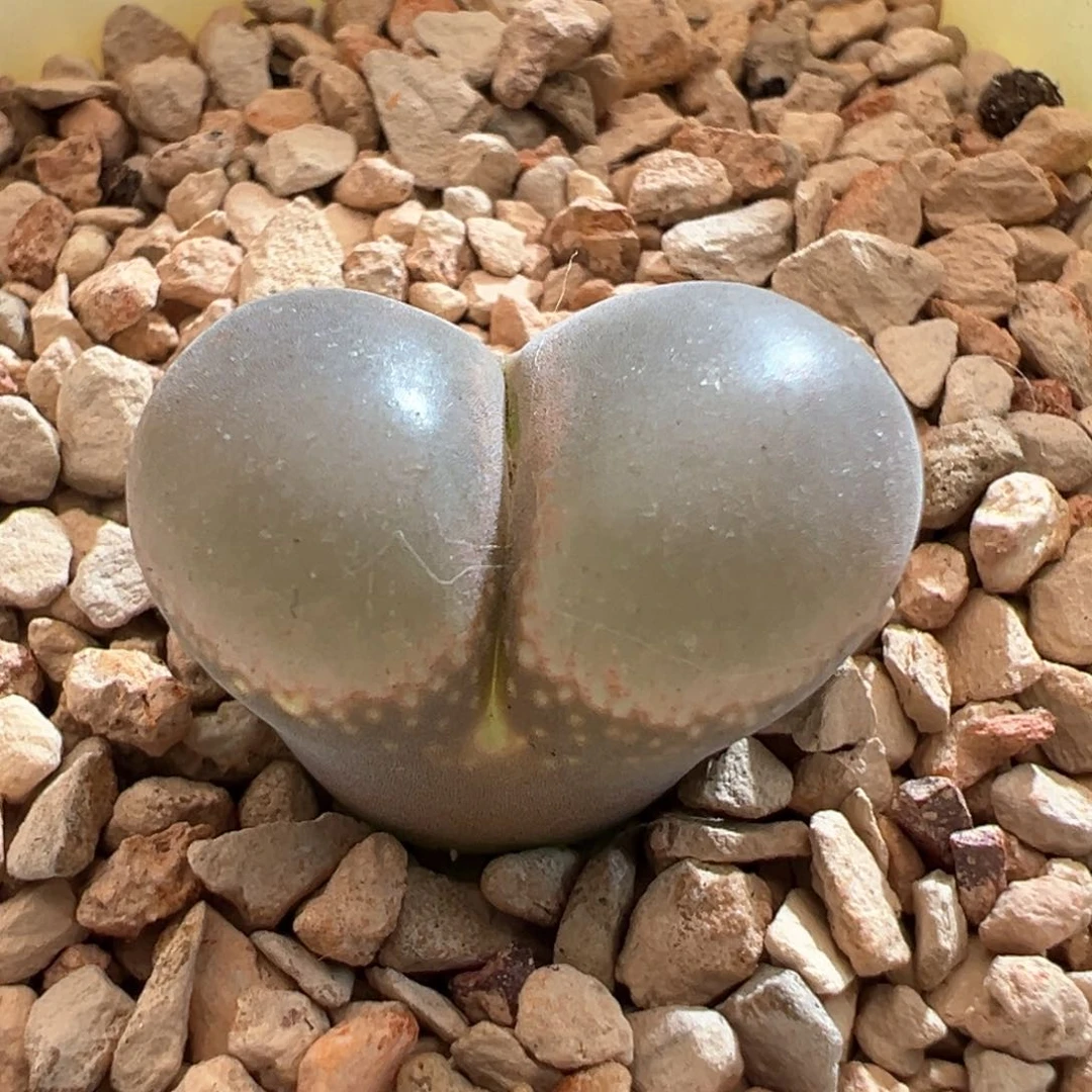 94。1804.5红宝石母本